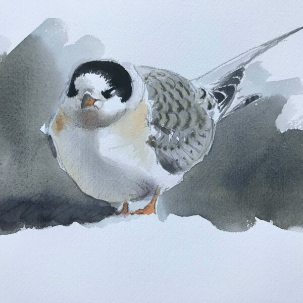 Arctic tern young 2