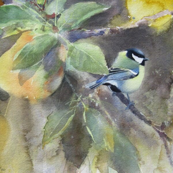 Great tit and apples