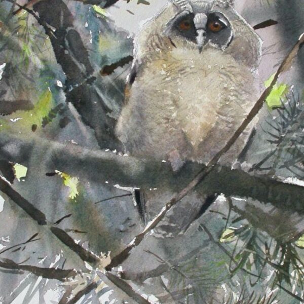 Long eared Owl fledgeling JPG
