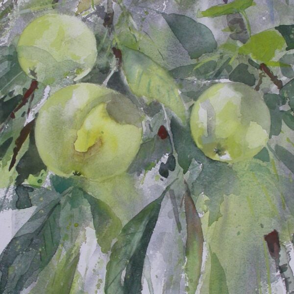 Orchard apples