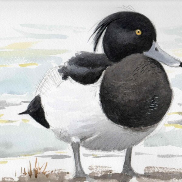 Tufted Duck (1)