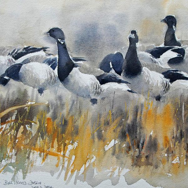 Brent geese C 2017 Dave Daly 2
