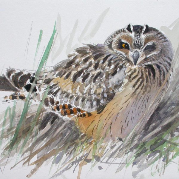 Short Eared Owl Watercolour by DDaly