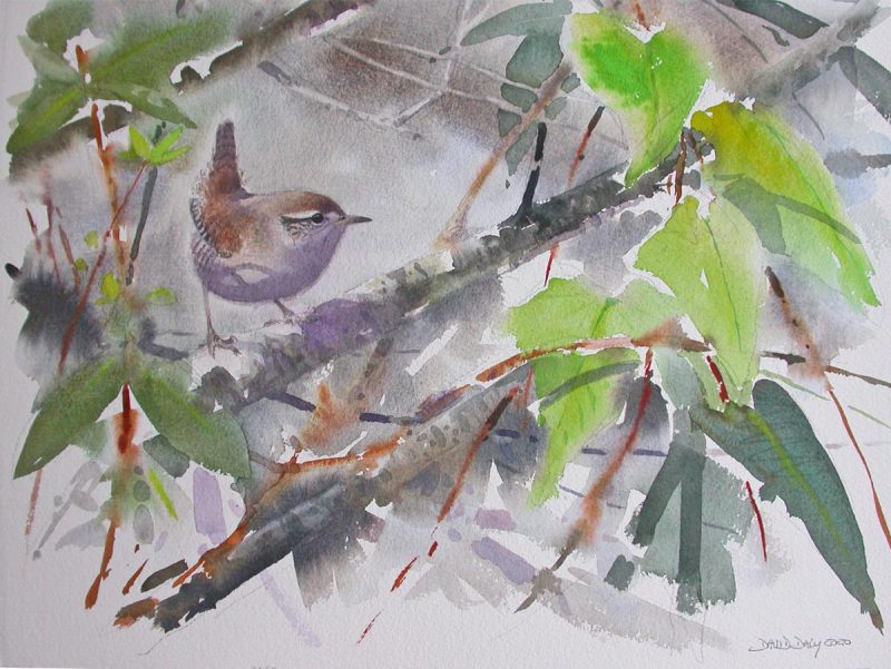 Wren Watercolour by D Daly
