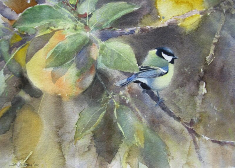 Great tit and apples