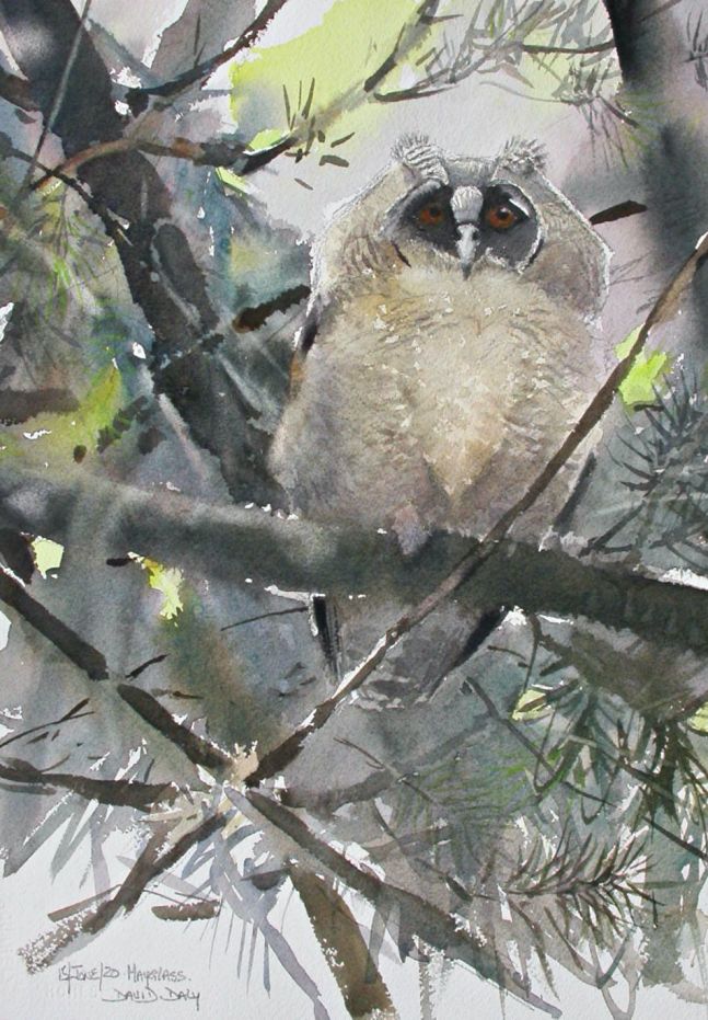 Long eared Owl fledgeling JPG