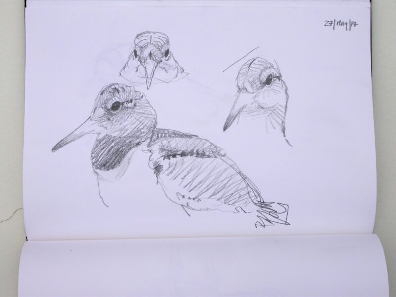 Oystercatcher chick May 17